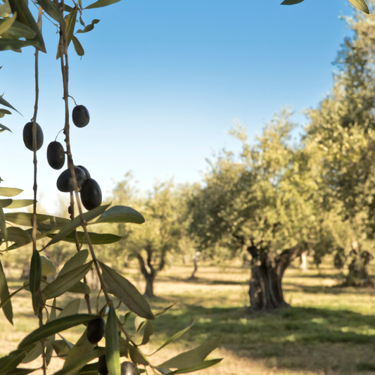Vom Feld bis zur Flasche – die Reise unserer Bio-Öle