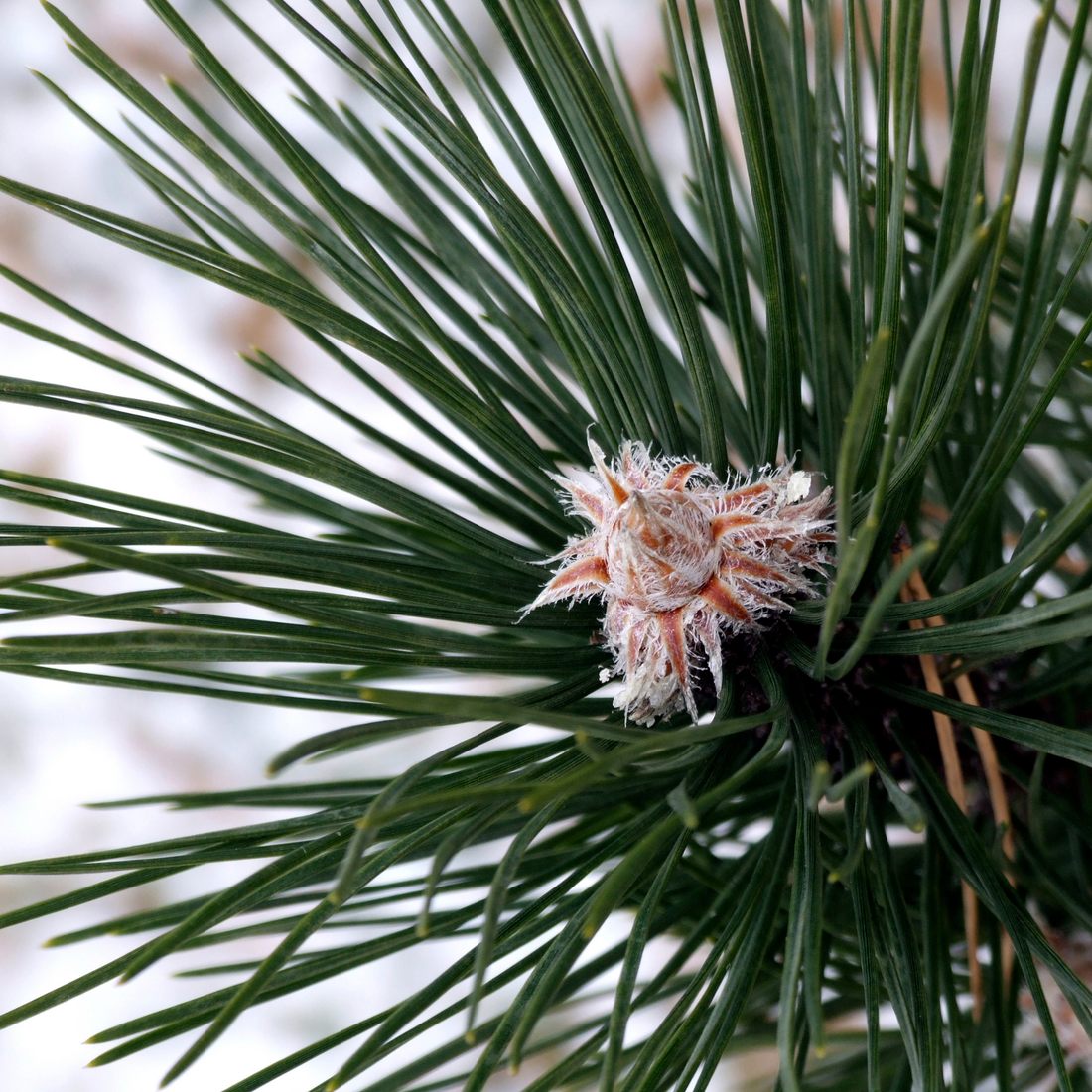 🌲 Bio Zirbenöl – Wirkung, Anwendung & natürliche Alpenkraft für dein Zuhause